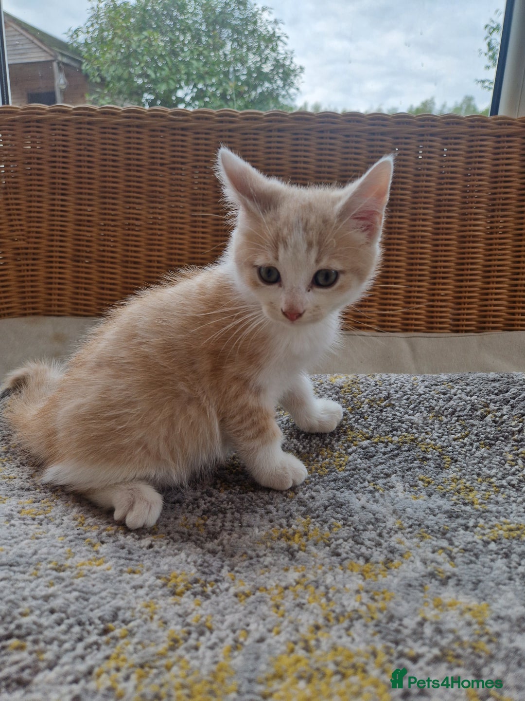 Domestic Shorthair cats for sale: Cream domestic shorthair kitten - Image 1