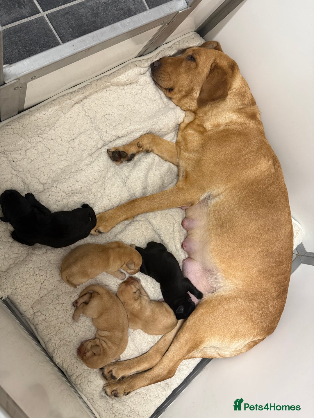 Labrador Retriever dogs for sale: Beautiful litter of labradors - Advert 5