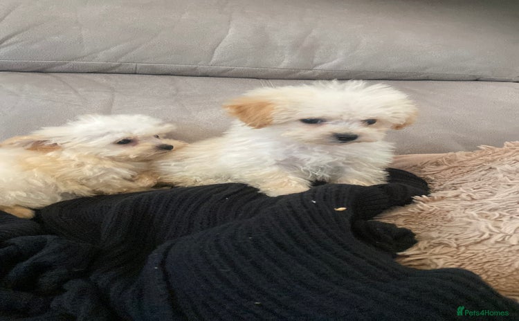 Poochon dogs - Advert 2