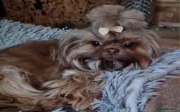 Shih Tzu dogs for sale: Beautiful 16 month old Shih Tzu female - Image 8