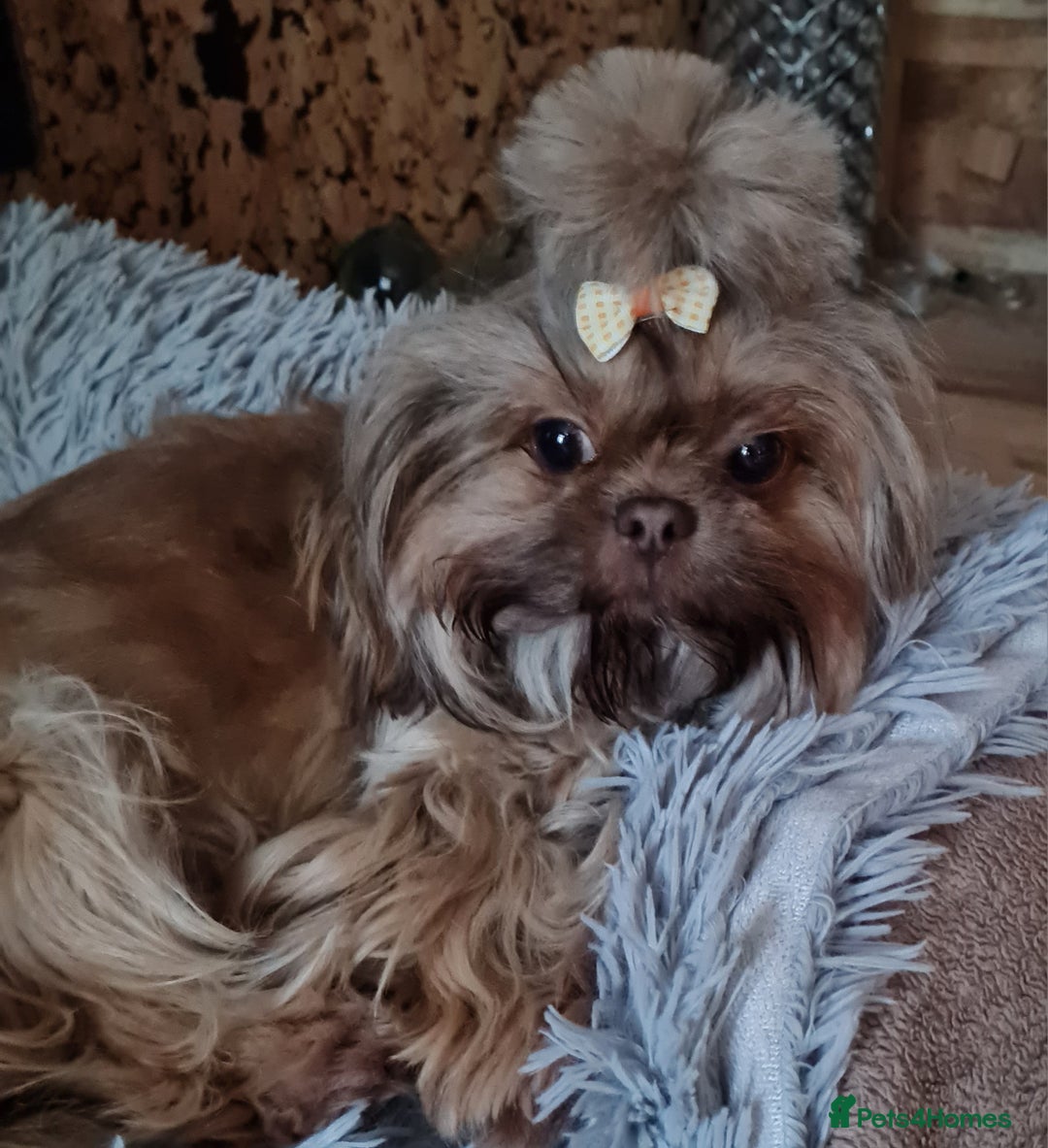 Shih Tzu dogs for sale: Beautiful 16 month old Shih Tzu female - Image 8
