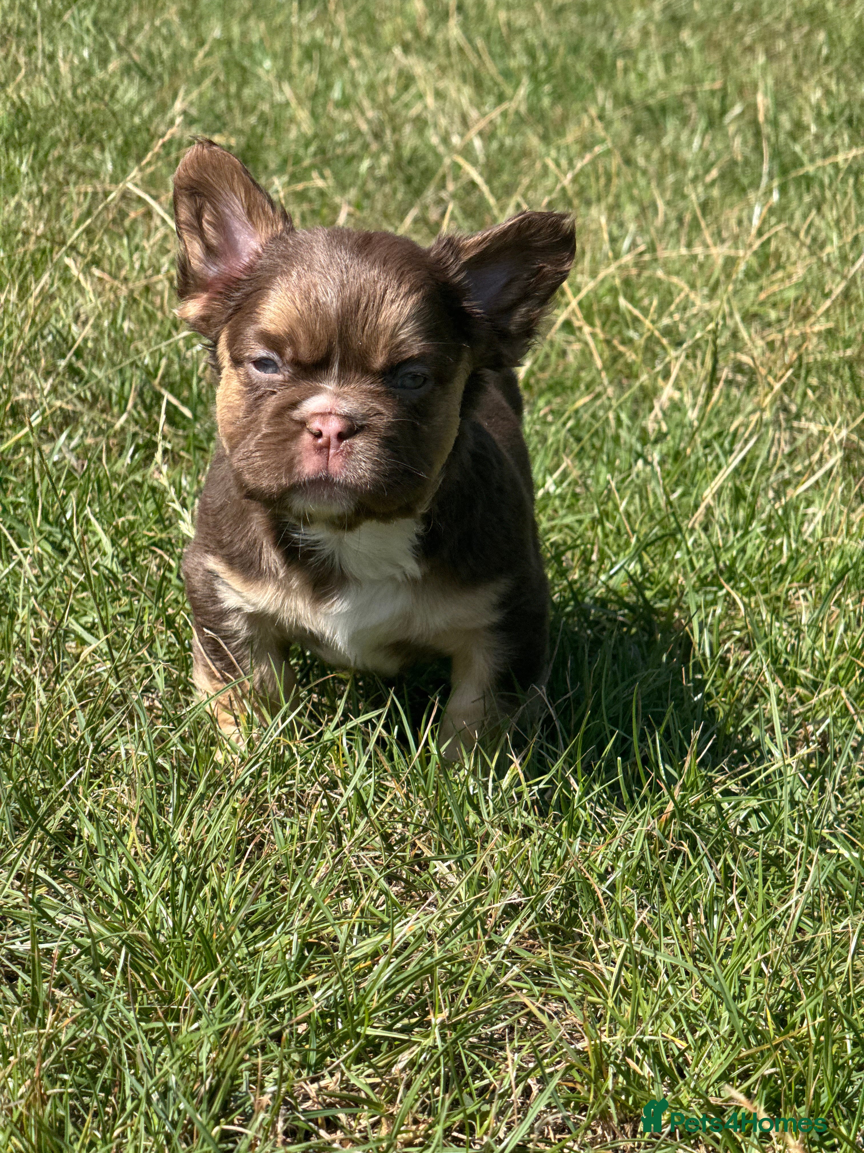 French Bulldog dogs Unique French bulldog pups 6 weeks old  - Advert 2