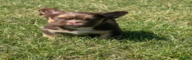 French Bulldog 4
