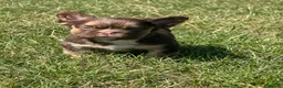 French Bulldog dogs for sale: Fluffy French bulldog pups REDUCED TO FIND HOMES - Advert 14