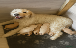 Goldendoodle dogs for sale: Goldendoodle puppies  - Image 1