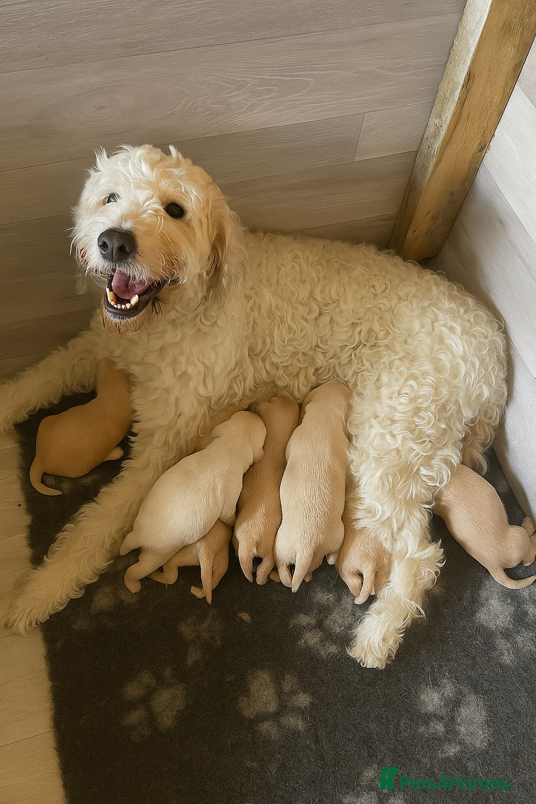 Goldendoodle dogs for sale: Goldendoodle puppies  - Image 1