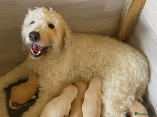 Goldendoodle dogs for sale - Advert 1