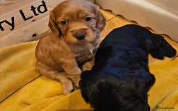 Cocker Spaniel dogs for sale: Cocker spaniel pups - Image 10