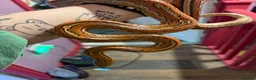 Corn Snake reptiles for sale: Male and female corn snakes  - Advert 5