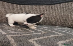 Mixed Breed dogs for sale: Pomeranian cross puppies ready now - Image 38