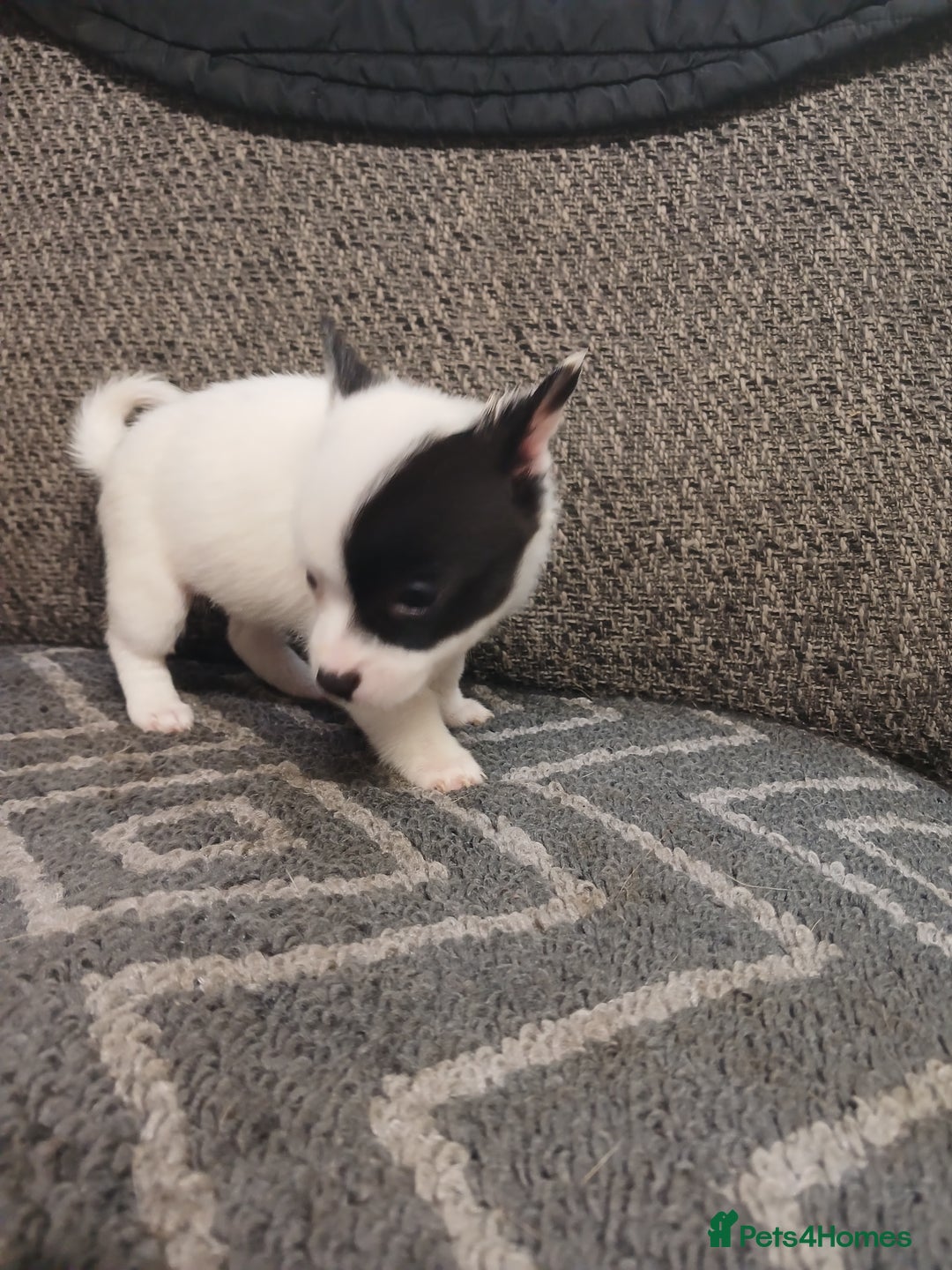 Mixed Breed dogs for sale: Pomeranian cross puppies ready now - Image 38