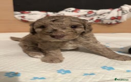 Labradoodle dogs for sale: Beautiful unique mini labradoodles with rare coats - Image 3