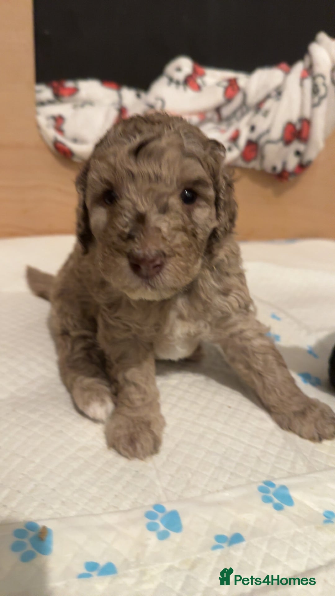 Labradoodle dogs for sale: Beautiful unique mini labradoodles with rare coats - Image 3