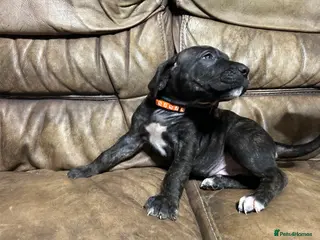 Mixed Breed dogs 3 Boys Daniff pups.Great Dane/Mastiff Ready 28th - Advert 5