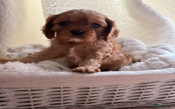 Cavalier King Charles Spaniel dogs for sale: ONE RUBY BOY LEFT Cavalier King Charles  - Image 26
