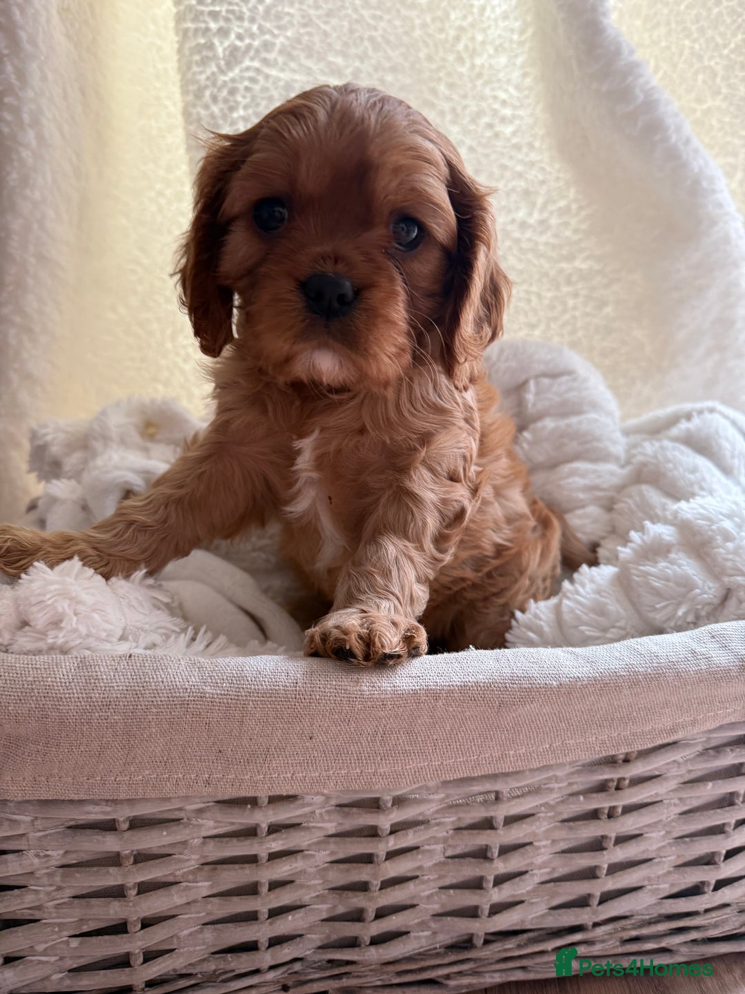 Cavalier King Charles Spaniel dogs for sale: ONE RUBY BOY LEFT Cavalier King Charles  - Image 26