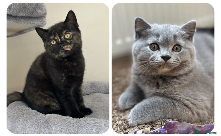 British Shorthair cats - Advert 13
