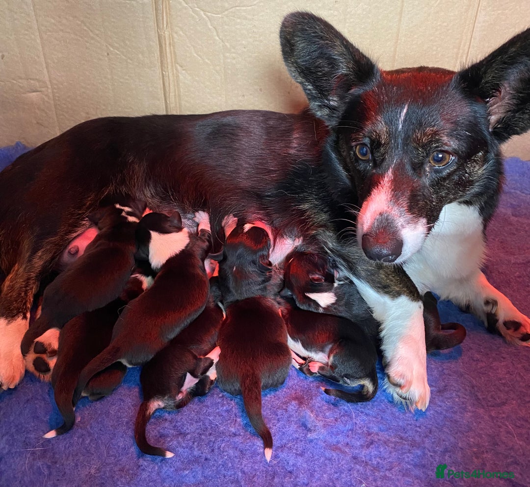 Welsh Corgi Cardigan dogs for sale: WELSH CARDIGAN CORGI BABIES - Advert 1