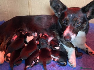 Welsh Corgi Cardigan dogs WELSH CARDIGAN CORGI BABIES - Advert 1