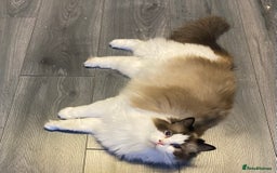 Ragdoll cats for sale: 2 Stunning 3/4 Ragdoll boys available now - Image 10