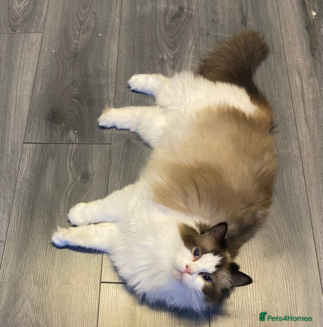 Ragdoll cats for sale: 2 Stunning 3/4 Ragdoll boys available now - Image 10