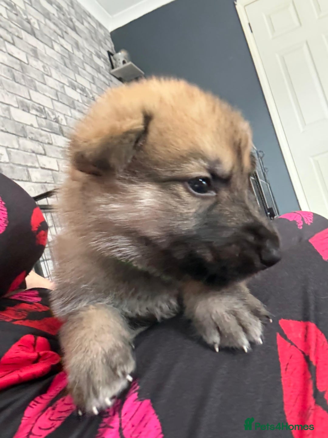 Shepsky dogs for sale: German shepherd x husky 3 weeks old  - Image 15