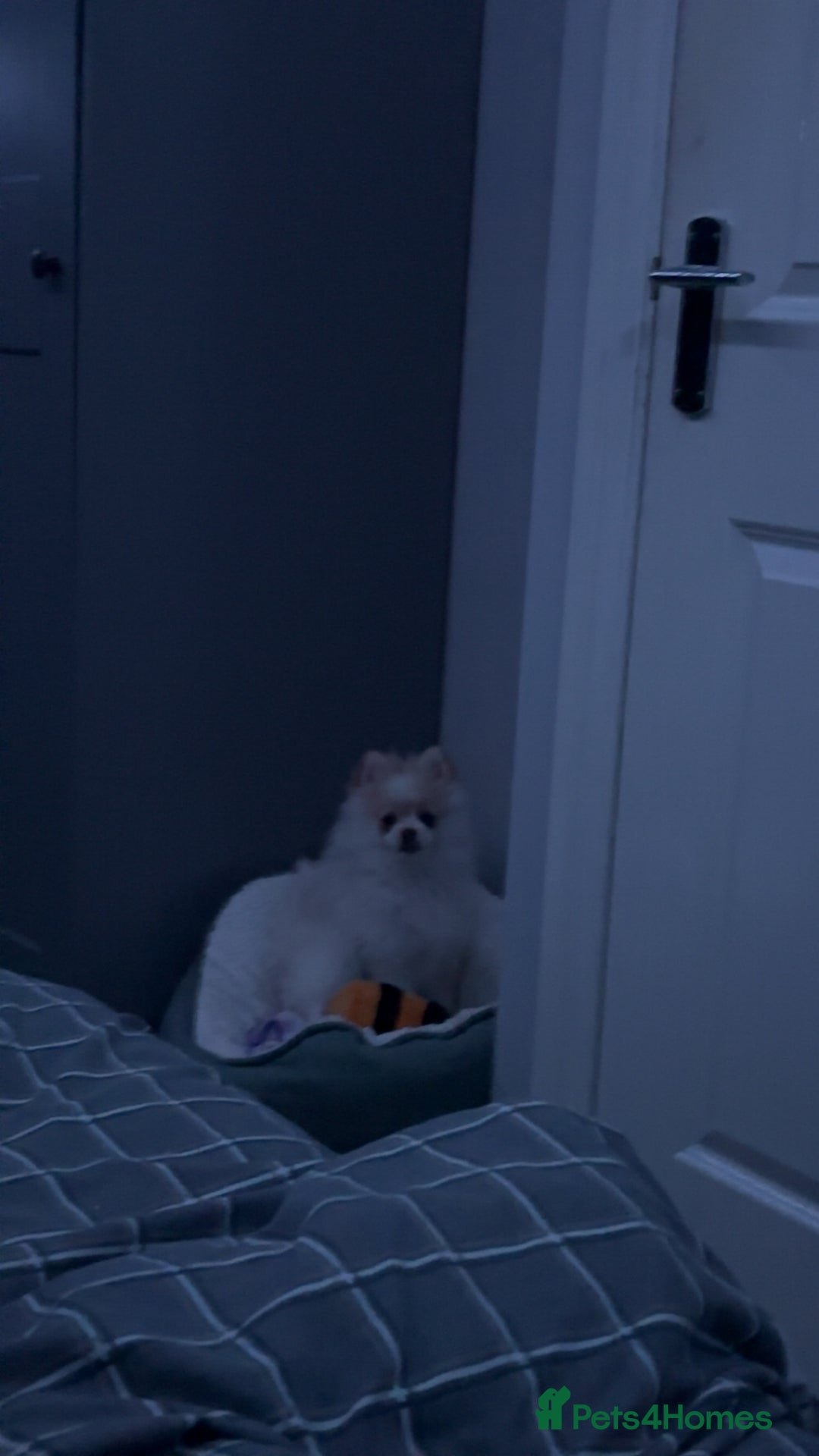 Pomeranian dogs for sale: Beautiful Pomeranian puppy for sale - Advert 3