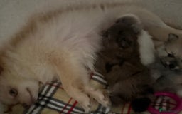 Pomeranian dogs for sale: 🎄🎅CHRISTMAS SPECIAL SMALL SKY🩵BLUE 👀 POMS - Image 12