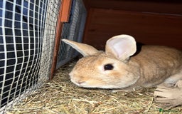 Mixed Breed rabbits for sale: Lovely male rabbit  - Image 5