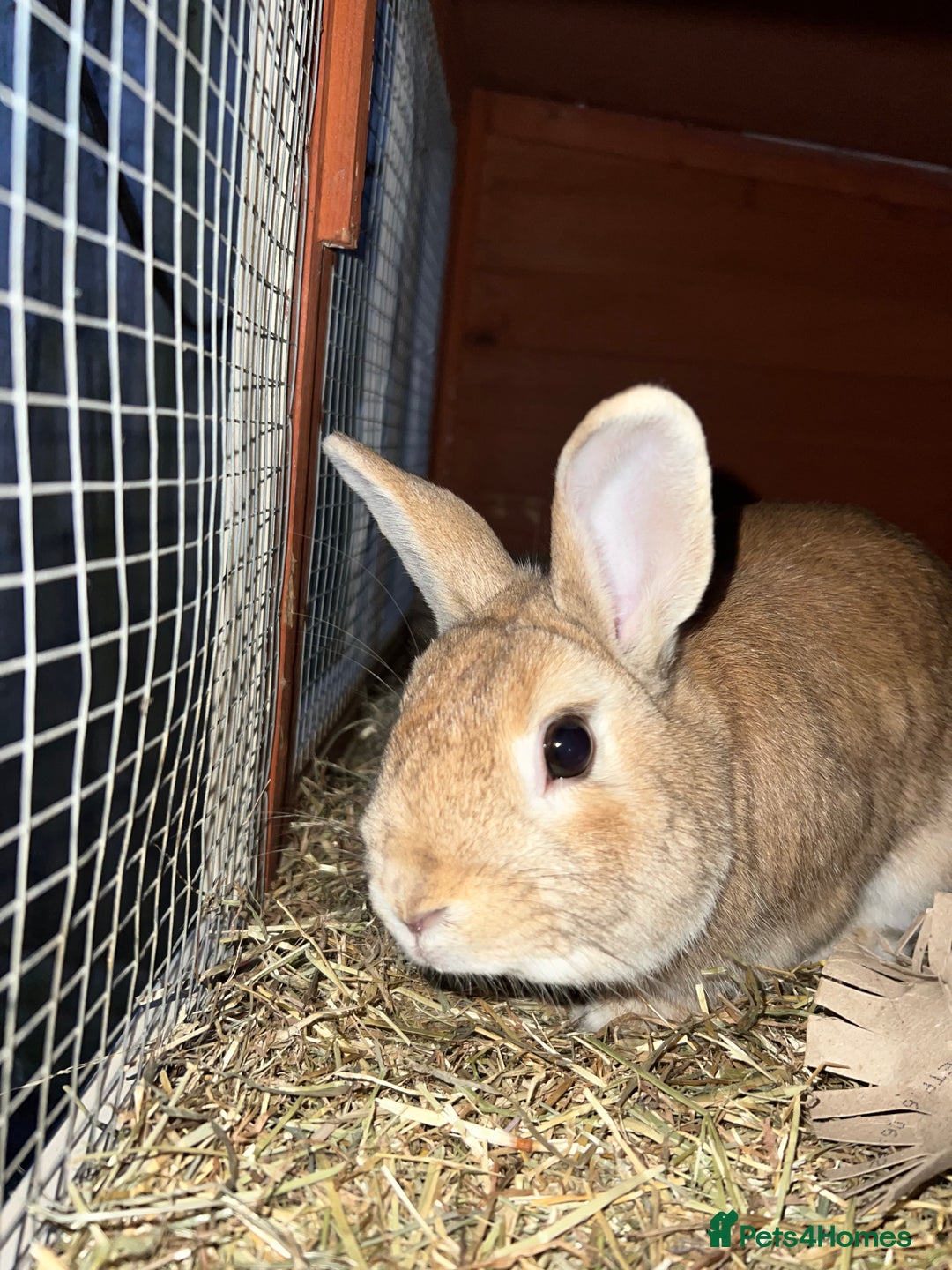 Mixed Breed rabbits for sale: Lovely male rabbit  - Image 5