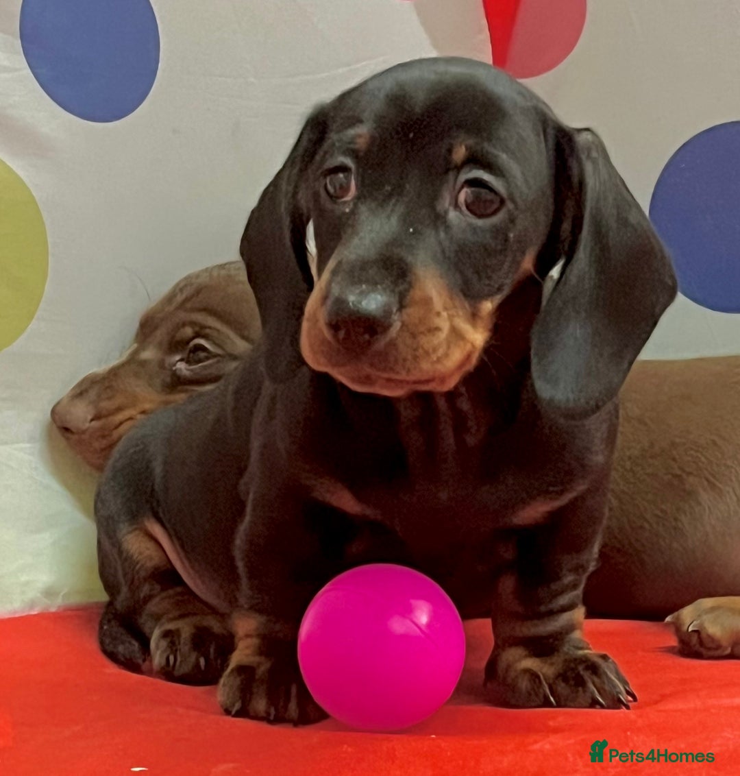 Dachshund dogs for sale: Beautiful miniature dachshund puppies  - Image 11