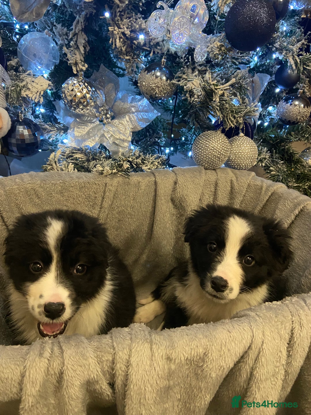 Border Collie dogs for sale: Border collie puppies  - Advert 9