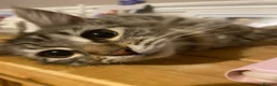 Siberian cats for sale: Stunning Siberian very reduce price  - Advert 3