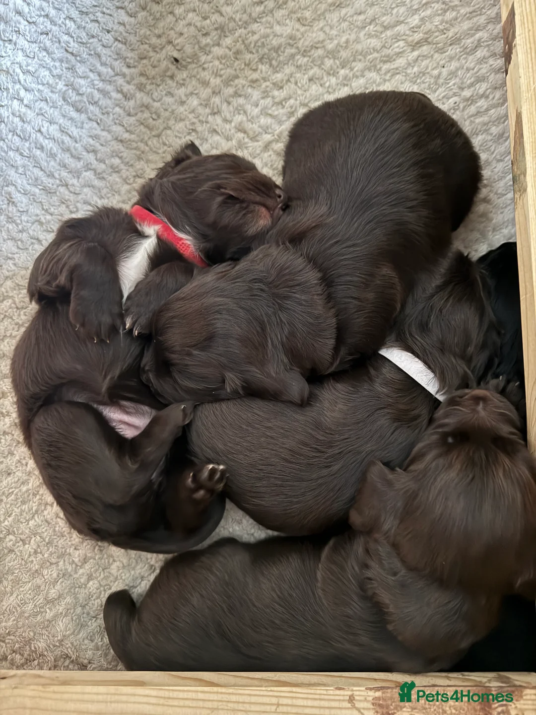 Cocker Spaniel dogs for sale: Chocolate brown Working Cocker spaniel puppies  - Advert 4