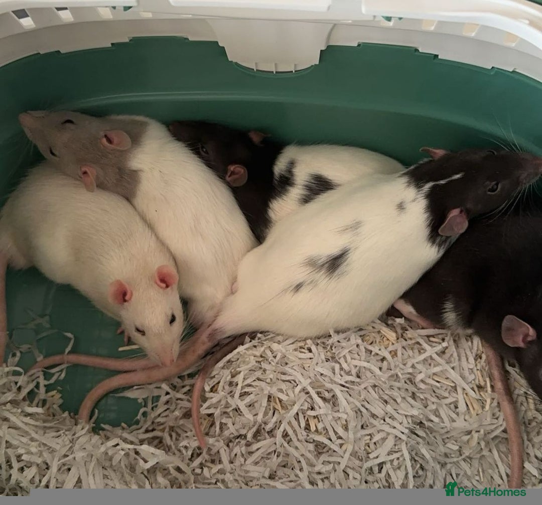Rat rodents for sale: 4 bonded male rats - Image 2