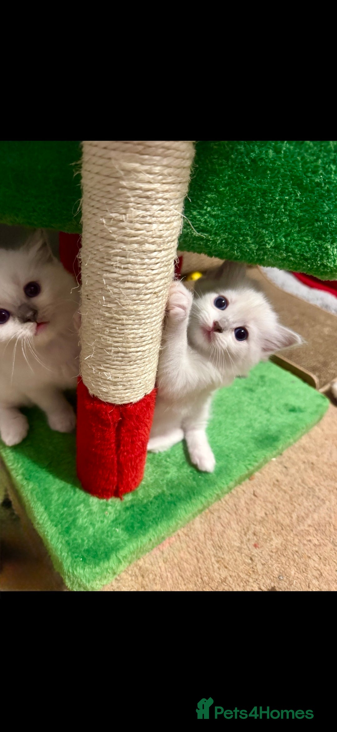 Ragdoll cats for sale: Beautiful Registered Ragdoll Kittens Available  - Advert 4