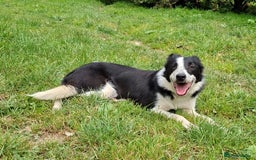 Border Collie dogs for sale: Quality Male Border Collie - Image 3