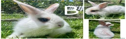 Lionhead rabbits for sale: READY TO LEAVE NOW Lionhead rabbit babies - Advert 3