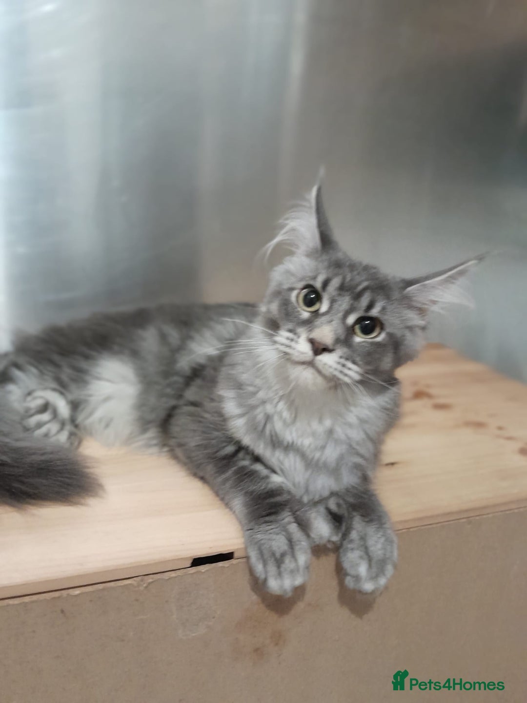 Maine Coon cats for sale: Polydactyl SolidBlue/BlackSilver Girls Maine Coon - Advert 30