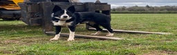 Border Collie dogs for stud: Border collie for stud - Advert 2