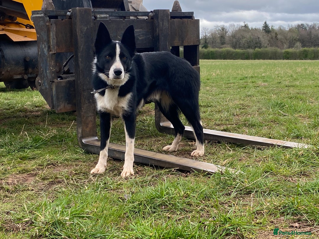 Border Collie dogs for stud: Border collie for stud - Advert 2