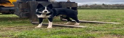 Border Collie dogs for stud: Border collie for stud - Advert 2