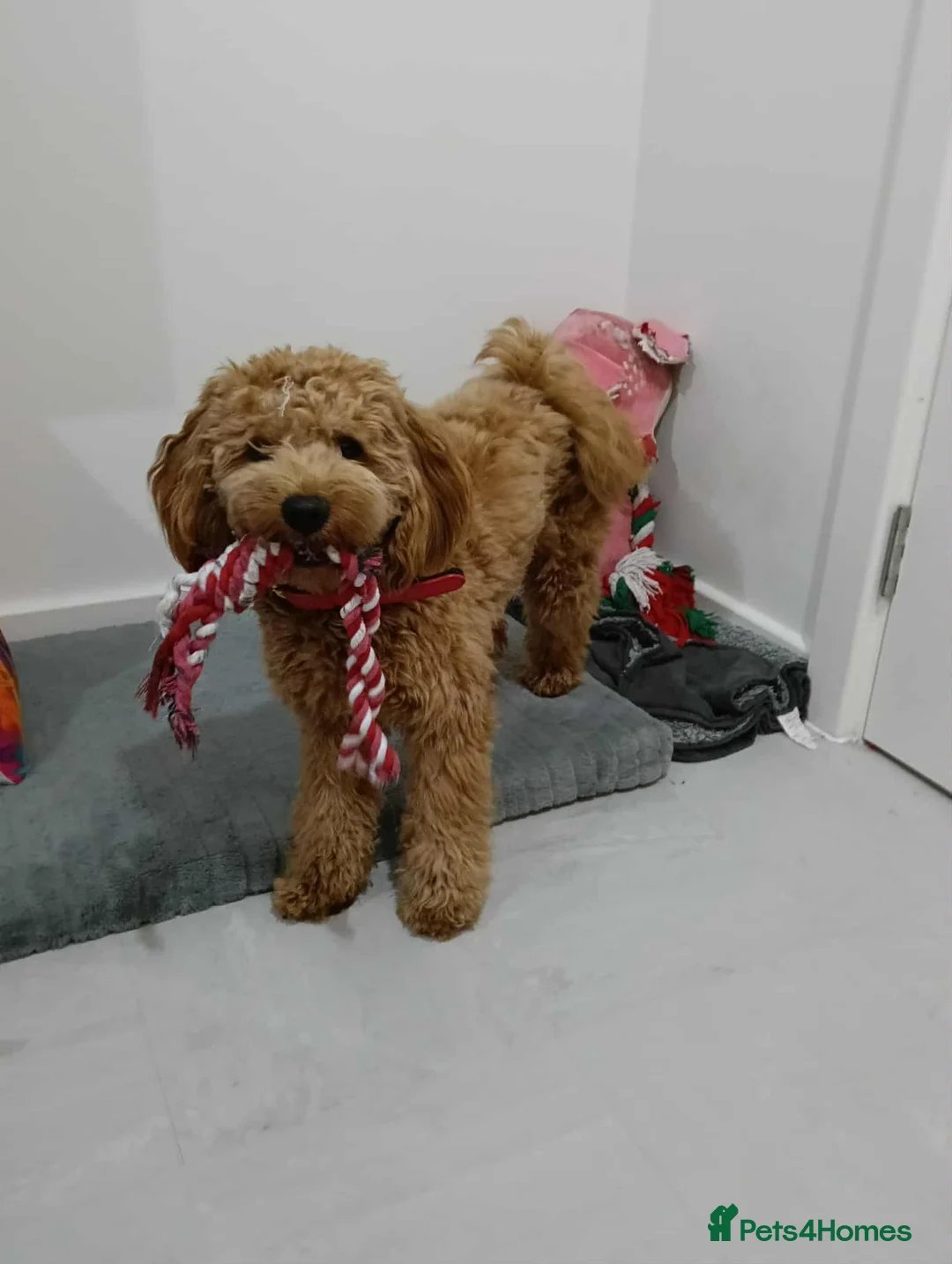 Cockapoo dogs for stud: (UNPROVEN) cockapoo male F3 available for stud   in London - Advert 2
