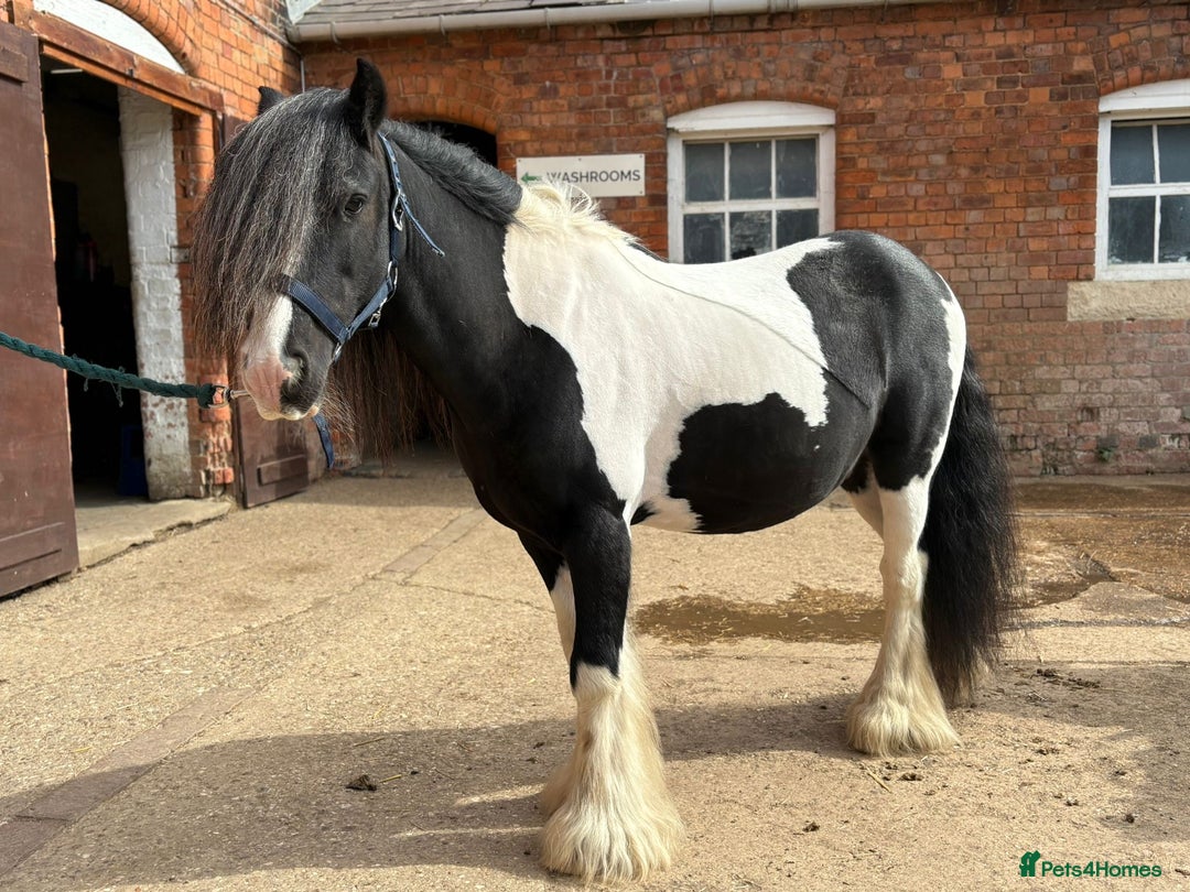 Tinker horses for sale: Piebald 12.2 6yrold gelding - Image 3