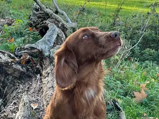 Cocker Spaniel dogs Proven Health Tested Working Cocker Spaniel Stud - Advert 7