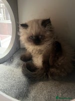 Persian cats - Advert 8