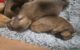 Pomchi dogs for sale: Gorgeous pomchi puppies  - Image 4