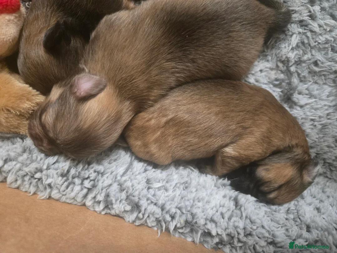 Pomchi dogs for sale: Gorgeous pomchi puppies  - Advert 5