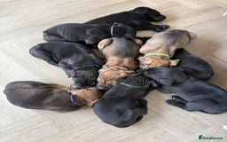 Cane Corso dogs for sale: Beautiful Cane Corso Puppies - Image 35