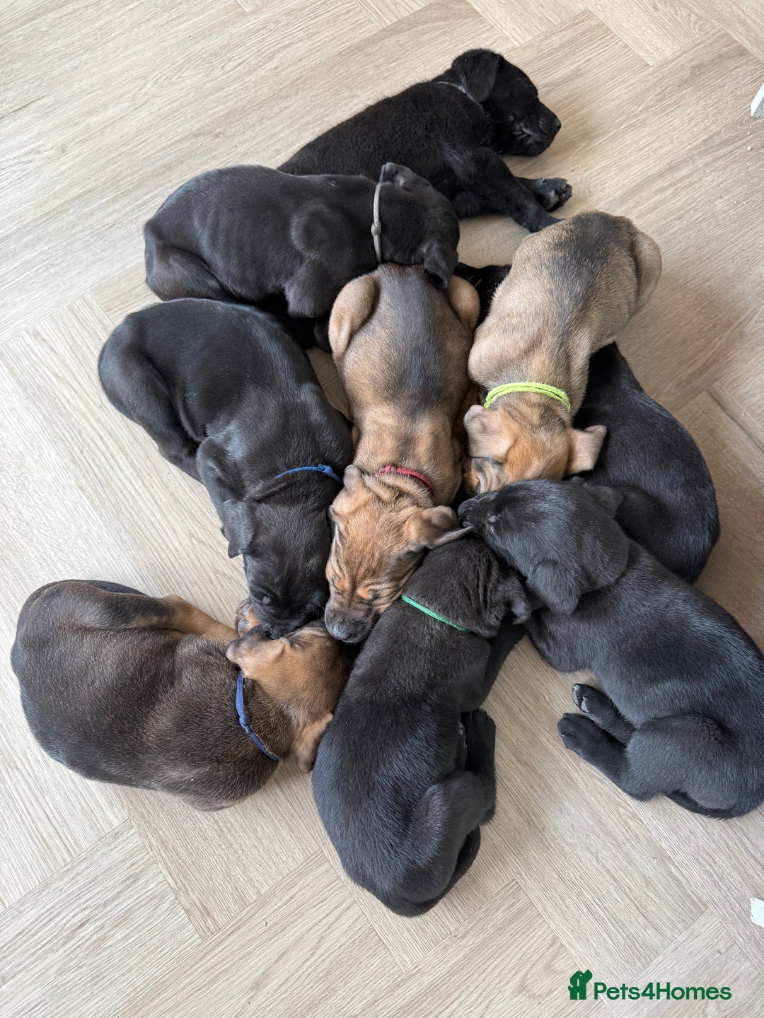Cane Corso dogs for sale: Beautiful Cane Corso Puppies - Image 35